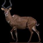 Mountain Nyala Fullmount L/T Custom Base 20230920 5010