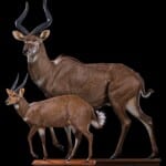 Mountain Nyala and Bushbuck Fullmount Combination Custom Base 20230920 5009