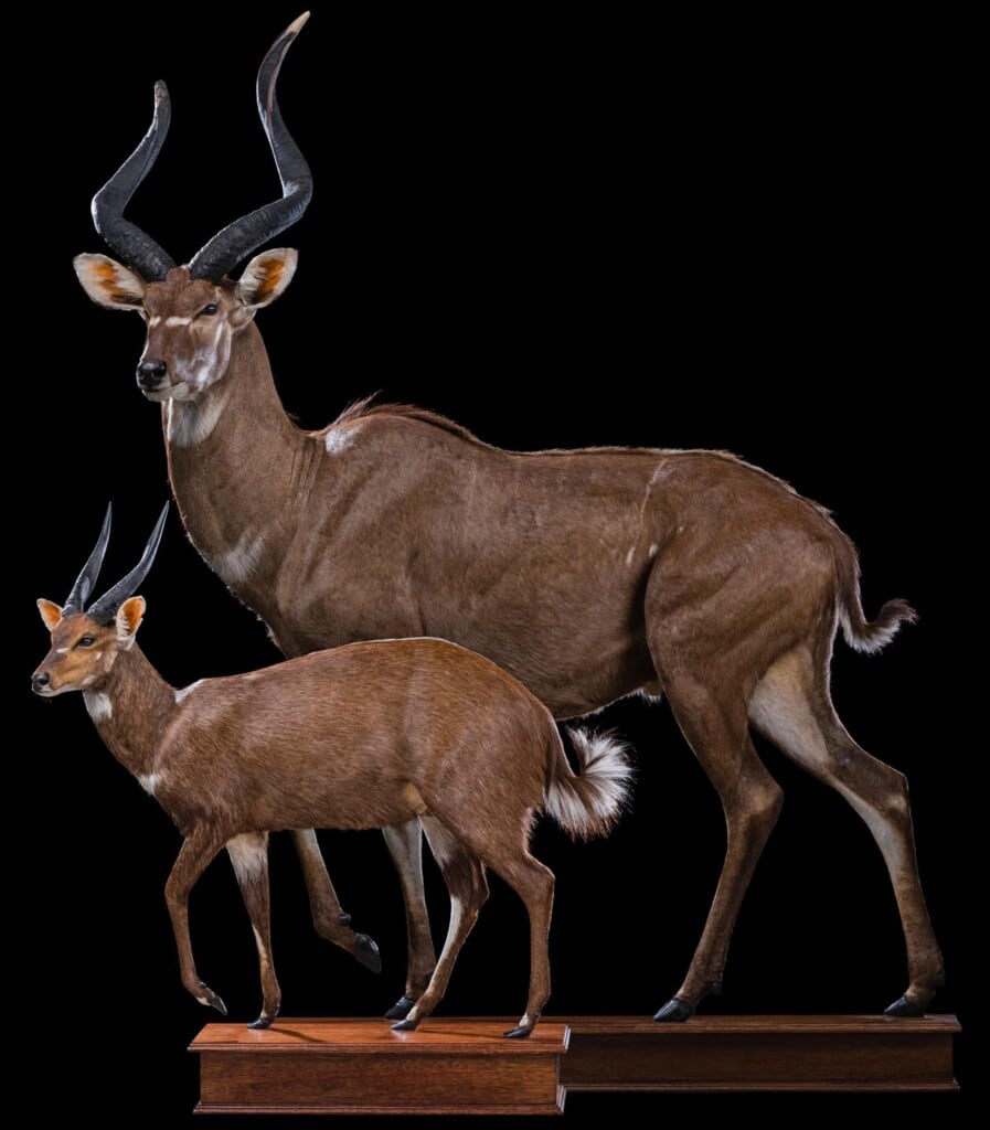 Mountain Nyala and Bushbuck Fullmount Combination Custom Base 20230920 5009