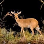 Mountain Reedbuck Fullmount L/T 20140723 1132