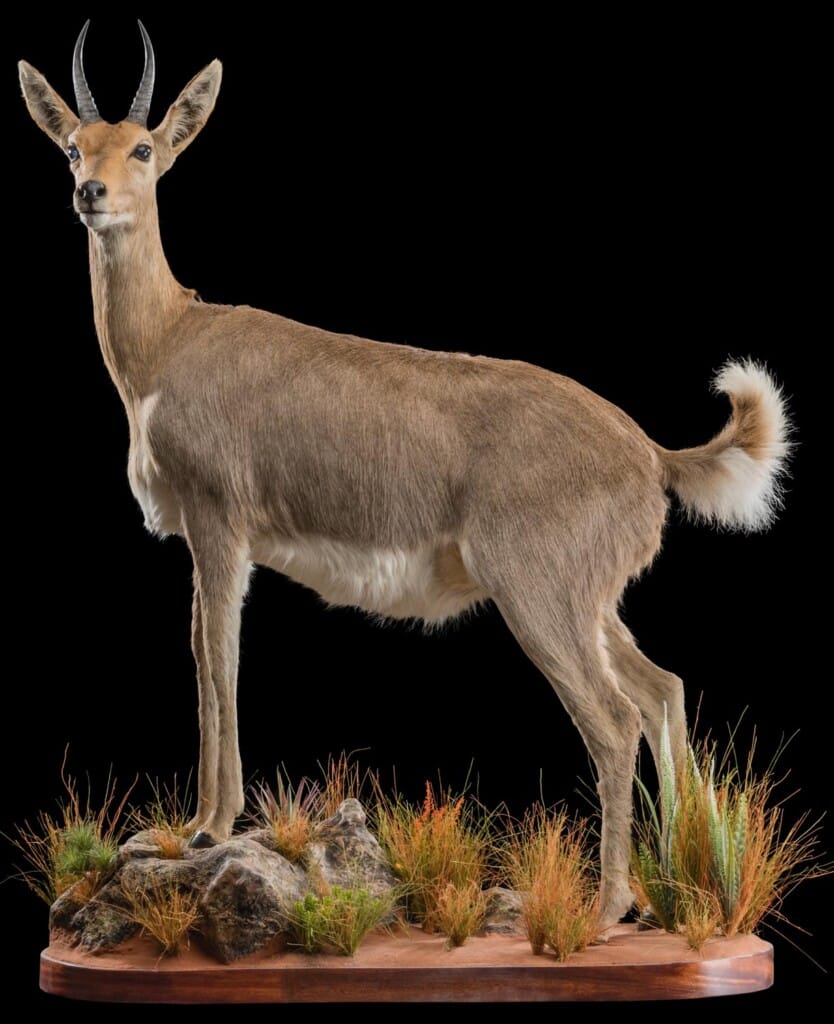 Mountain Reedbuck Fullmount Left Turn 20180507 1131