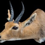 Mountain Reedbuck Shouldermount Sneak 20170717 1142