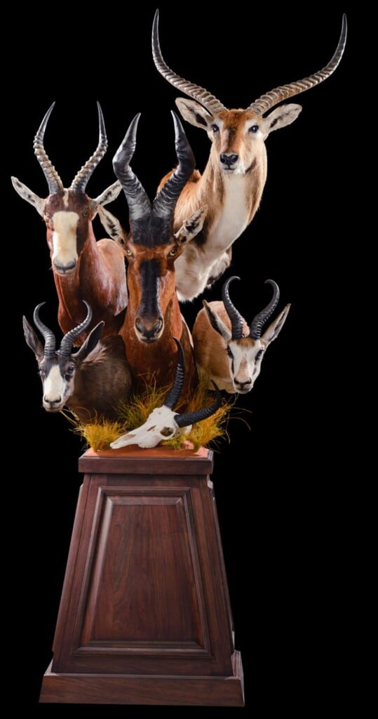 Red Hartebeest, Red Lechwe, Springbuck and Blesbuck Pedestalmount Combination Custom Base with Reedbuck Fullskull and Habitat 20220830 1256