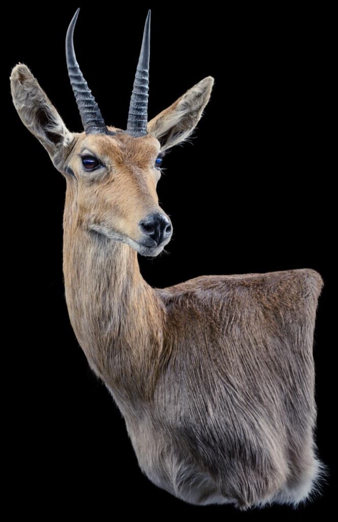 Mountain Reedbuck Wall Pedestalmount Curvedback Left Turn 20191115 1147