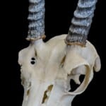 Mountain Reedbuck Fullskull 20170818 1151