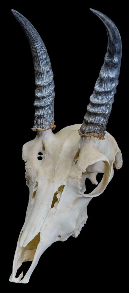 Mountain Reedbuck Fullskull 20170818 1151