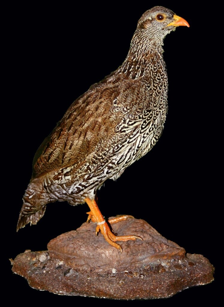 Natal Spurfowl Fullmount 20100412 0056