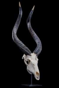 Nyala Fullskull on Metal Table Pedestal GG214