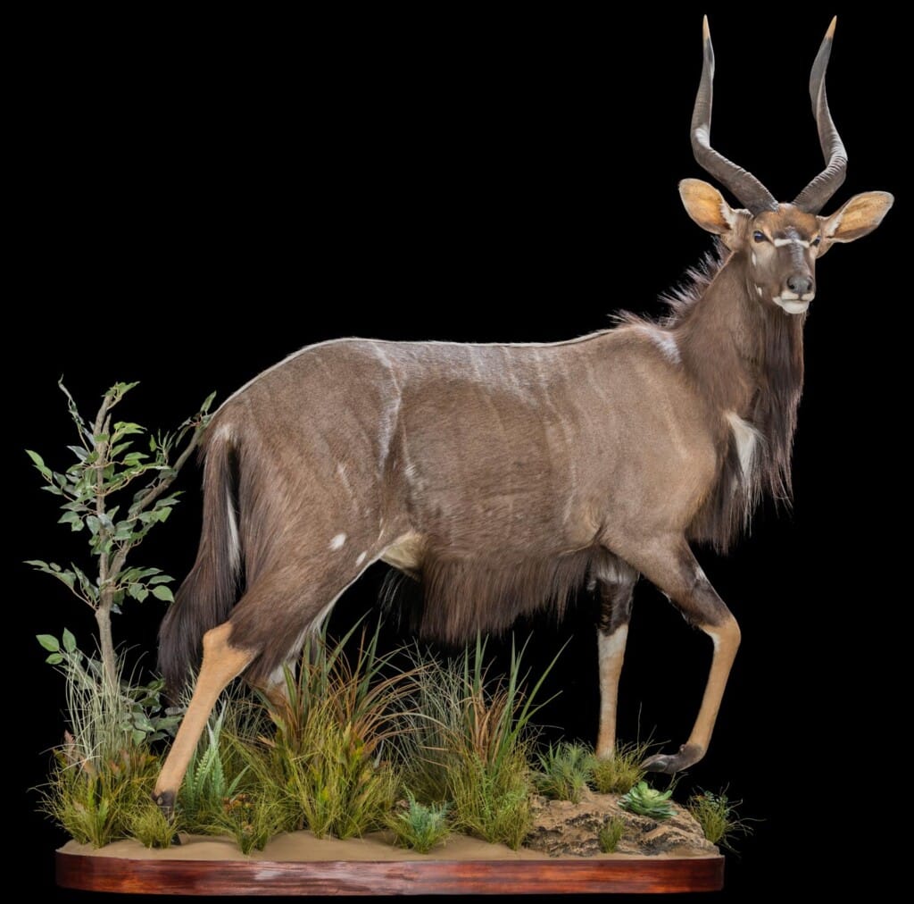 Nyala Fullmount R/T 20180626 1022