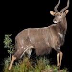 Nyala Fullmount R/T 20180626 1023