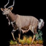 Nyala Fullmount 20190812 1021