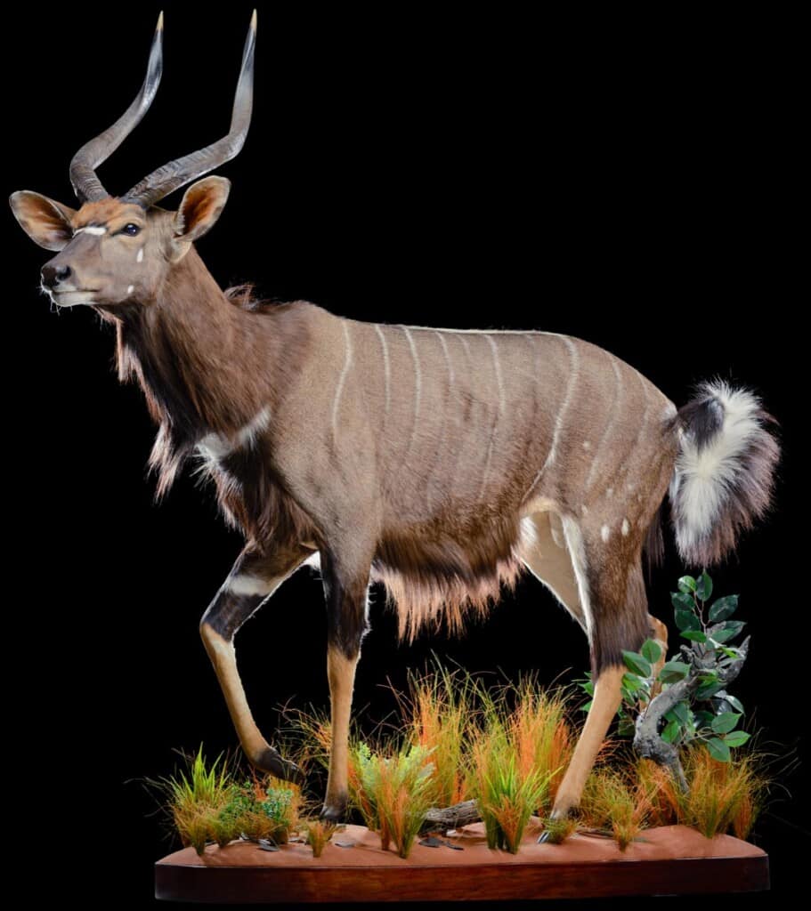 Nyala Fullmount 20190812 1021