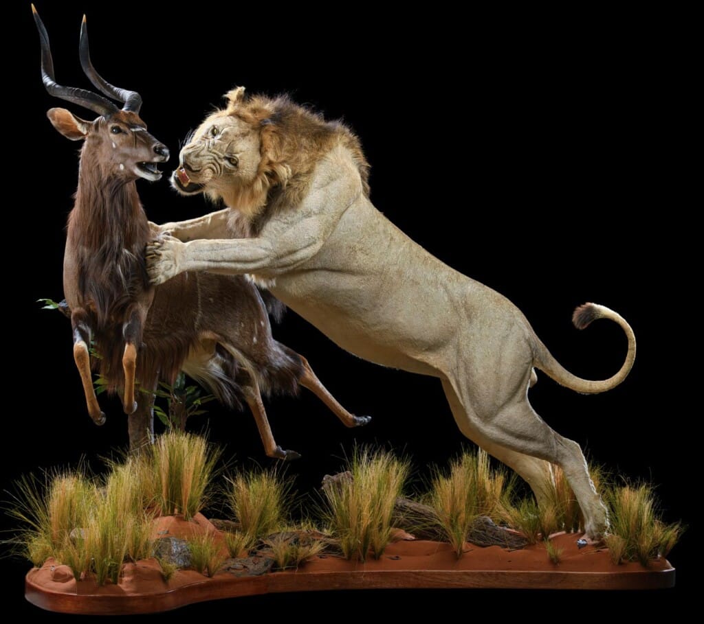 Lion and Nyala Fullmount Combination 20210520 0955