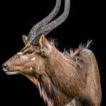 Nyala Shouldermount 20200527 1037