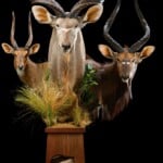 Kudu, Nyala and Bushbuck Pedestalmount Combination with Inlay 20210702 0096