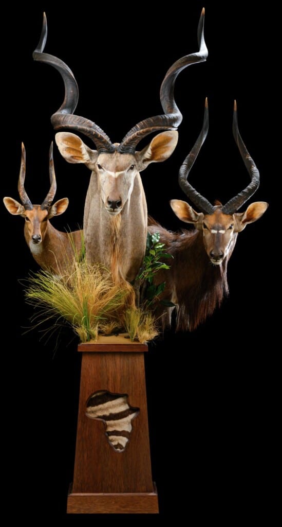 Kudu, Nyala and Bushbuck Pedestalmount Combination with Inlay 20210702 0096