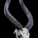 Nyala Fullskull on Metal Pedestal 20190812 1045