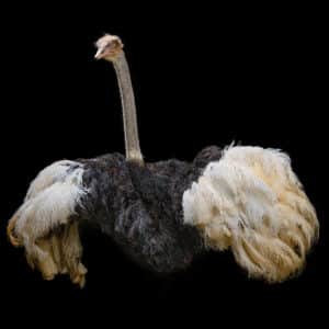 Ostrich Shouldermount 20220404 71249