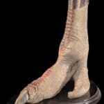 Ostrich Foot Ashrtay 20220829 1111