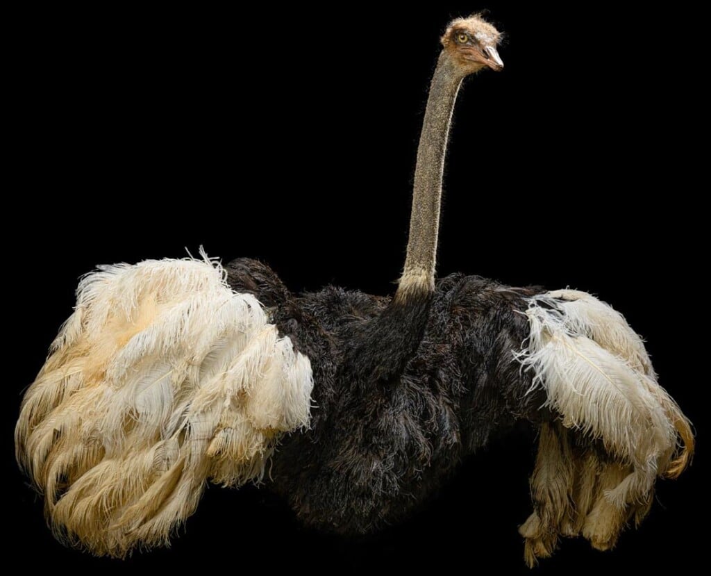 Ostrich Shouldermount 20220805 1107
