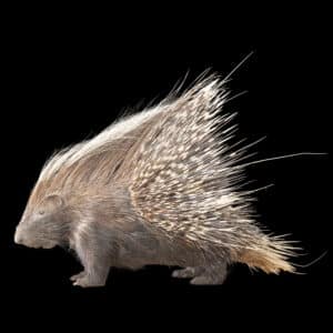 Porcupine Fullmount 20230804 72089