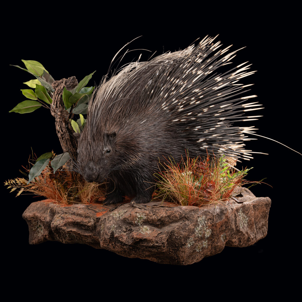Porcupine Fullmount Wall Display 20250529 72999