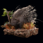 Porcupine Fullmount Wall Display 20250529 72999
