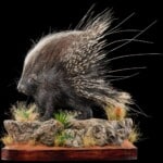 Porcupine Fullmount 20190503 1121