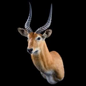 Puku Shouldermount 25º L/T 20191115 72672