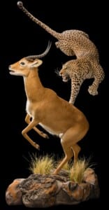 Leopard and Puku Prey Fullmount Combination Custom Habitat Base 20190527 0811