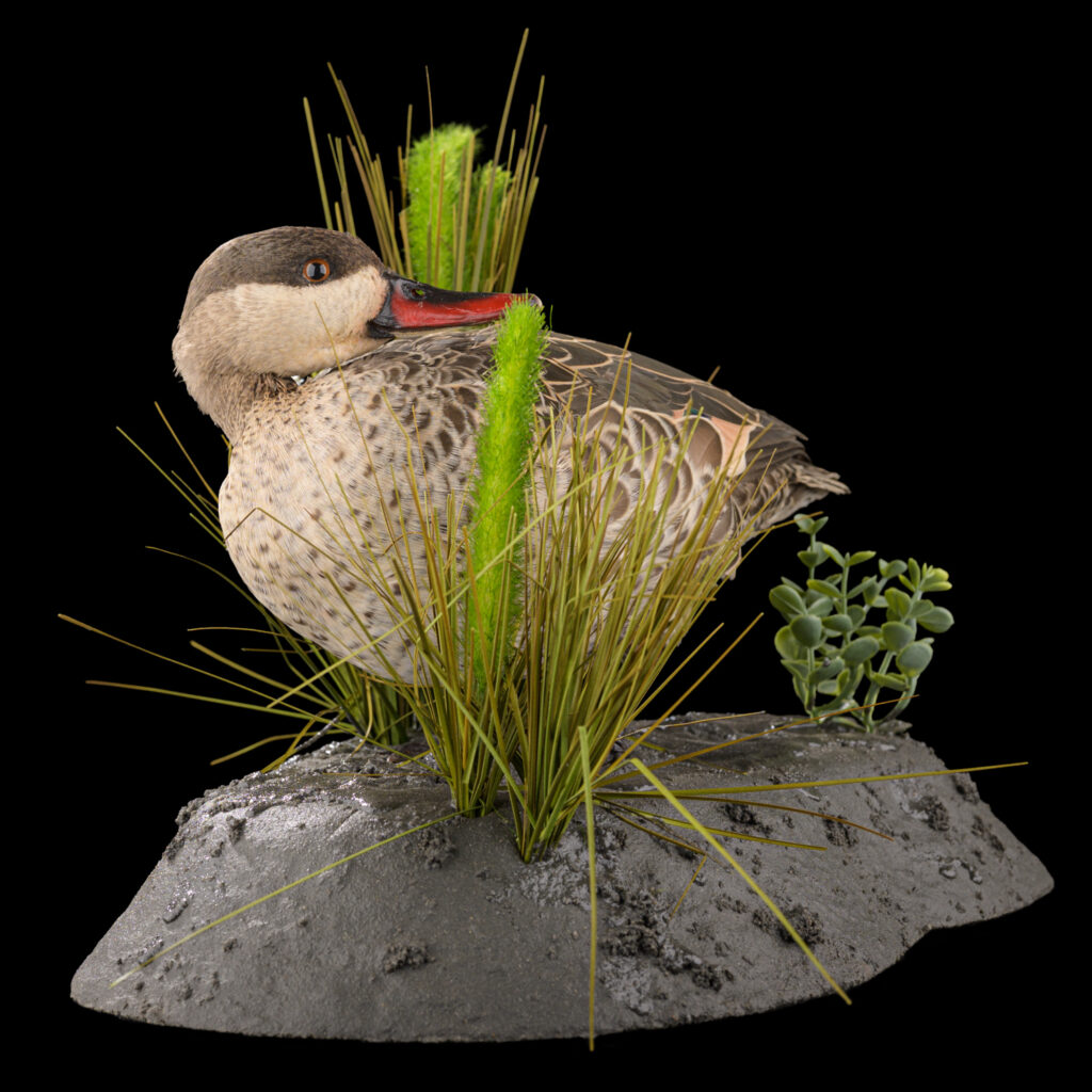 Red Billed Teal Fullmount 20250618 73034