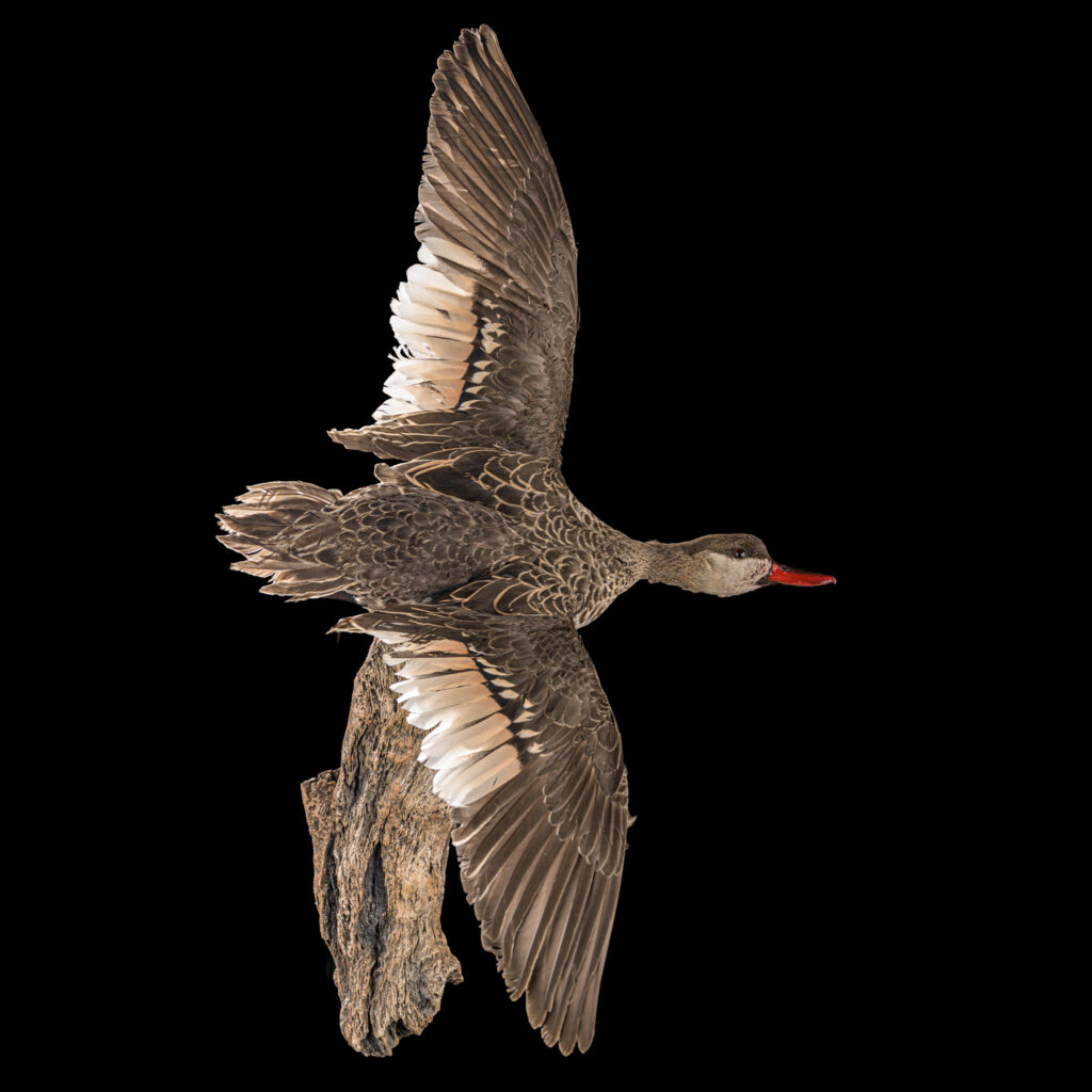 Red Billed Teal Fullmount 20250618 73035