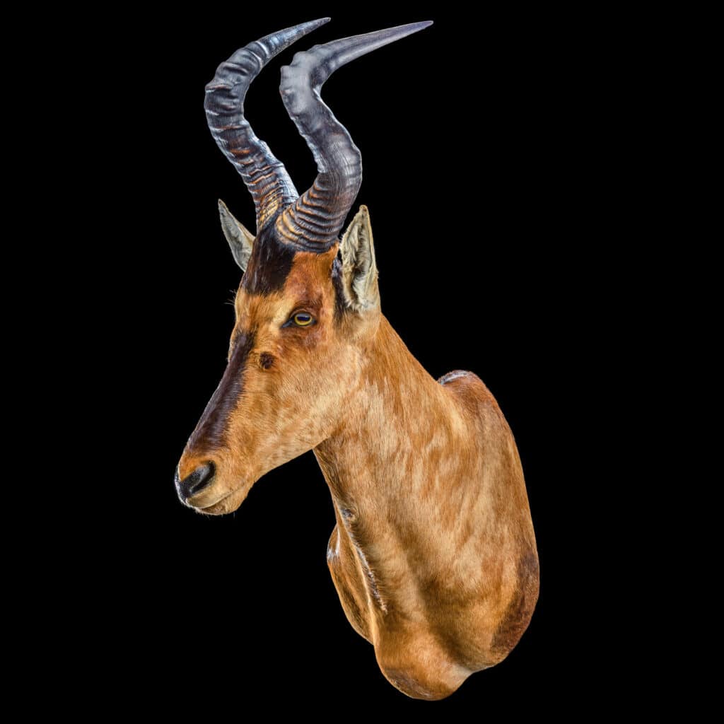 Red Hartebeest Shouldermount 20200527 70713