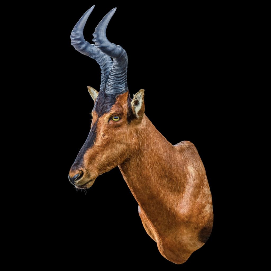 Red Hartebeest Shouldermount 20200527 70714