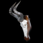 Hartebeest Skull Euro Shieldmount 20250407 72958