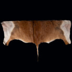 Red Lechwe Backskin Tan 20250528 73005