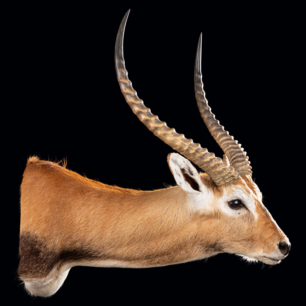 Red Lechwe Shouldermount R/T 20250509 72987