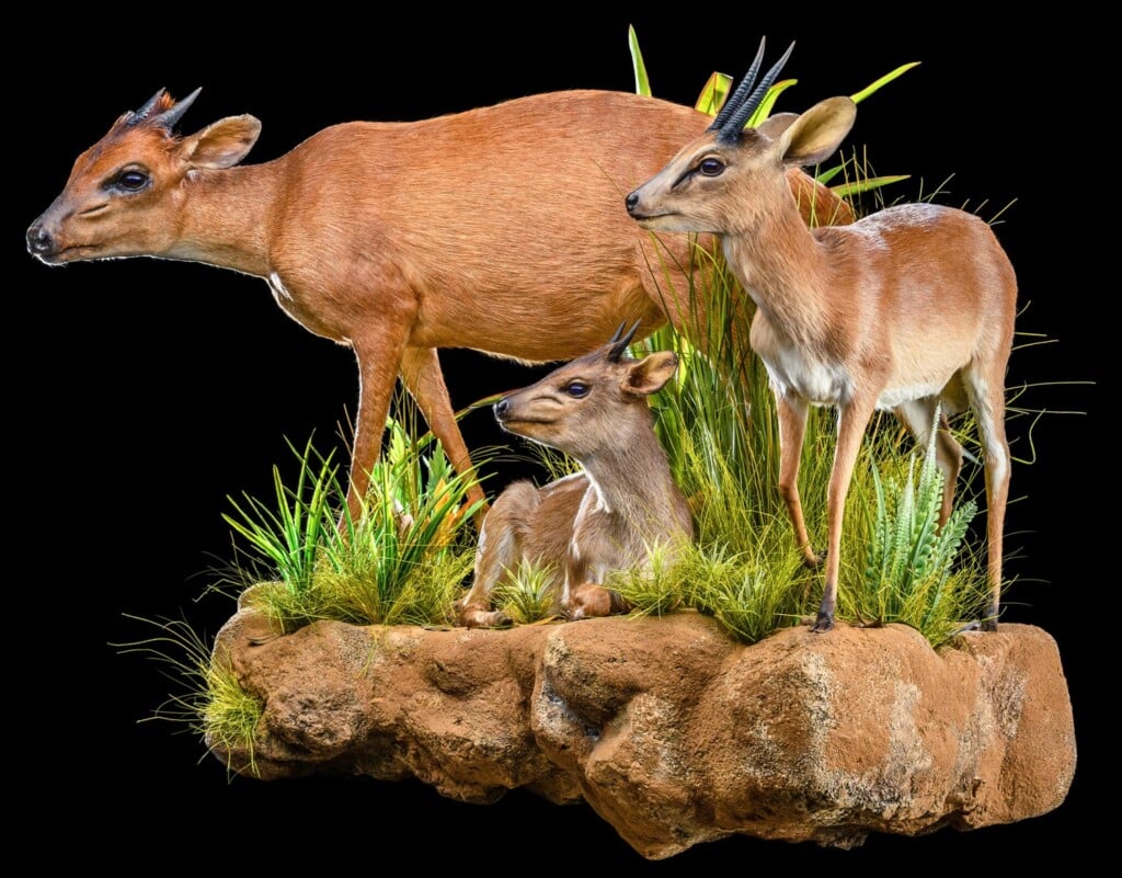 Blue Duiker, Red Duiker and Suni Fullmount Combination Wall Display 20200527 0245
