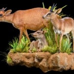 Blue Duiker, Red Duiker and Suni Fullmount Combination Wall Display 20200527 0245