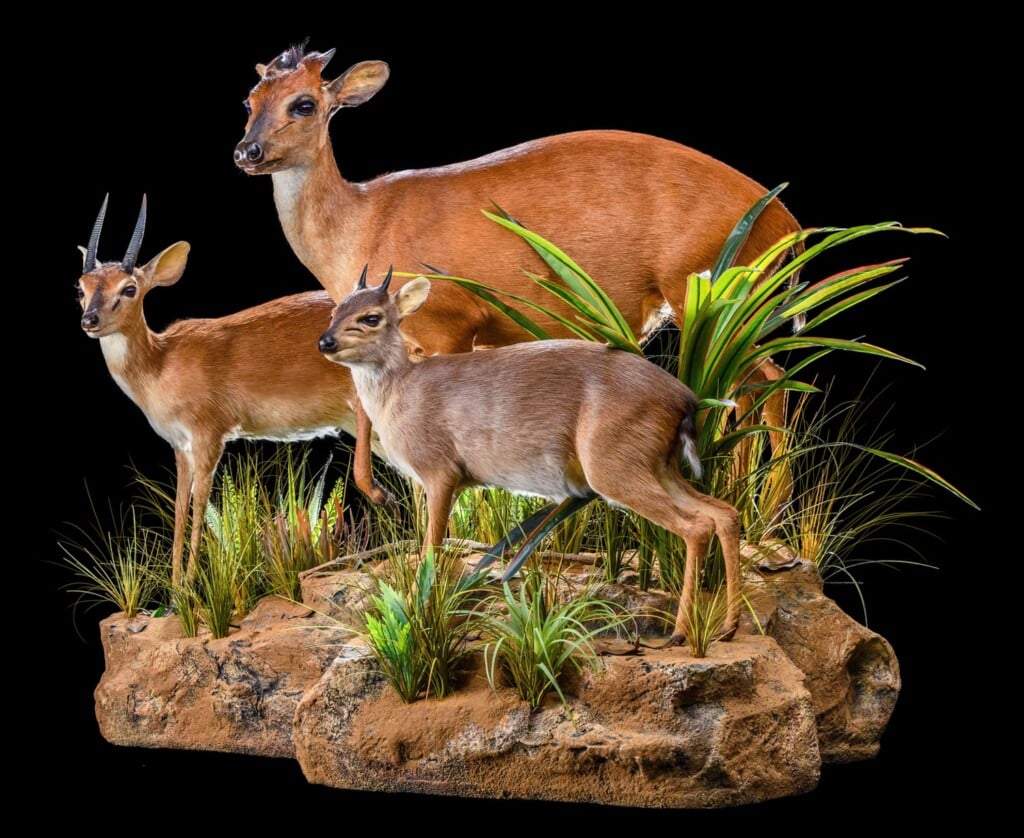 Blue Duiker, Red Duiker and Suni Fullmount Combination Wall or Floor Pedestal 20200527 0246