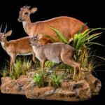 Blue Duiker, Red Duiker and Suni Fullmount Combination Wall or Floor Pedestal 20200527 0246