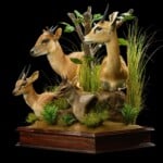 Blue Duiker, Red Duiker, Oribi and Suni Pedestalmount Combination Custom Base 20210910 0271