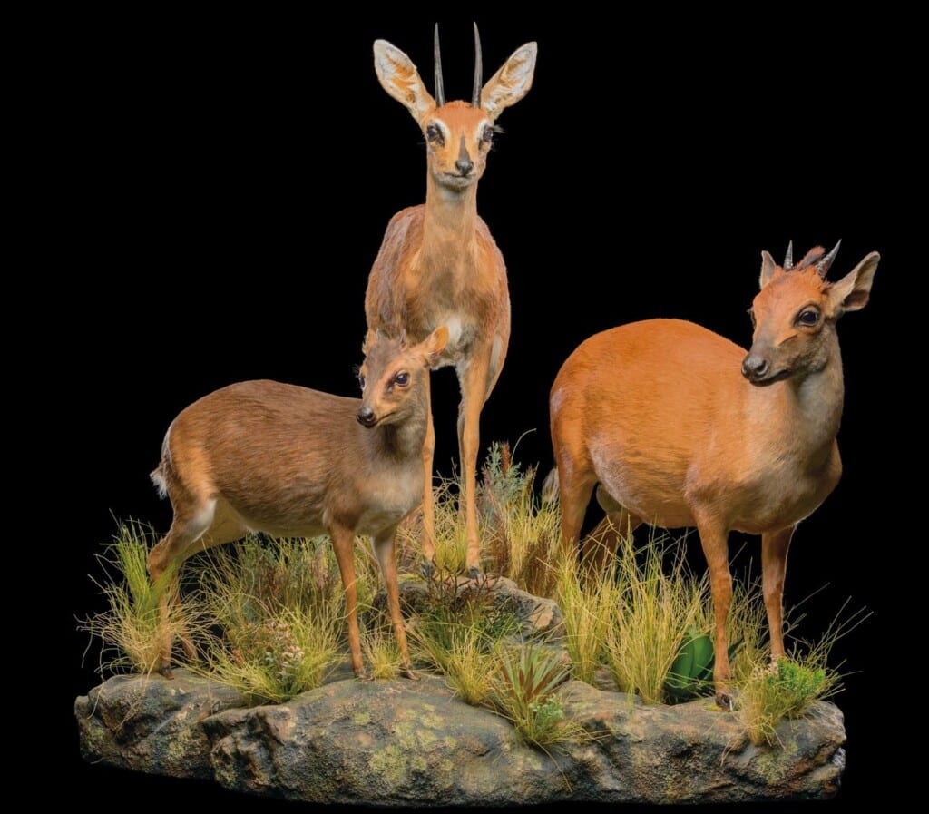 Blue Duiker, Red Duiker and Steenbuck Fullmount Combination 20220830 0265
