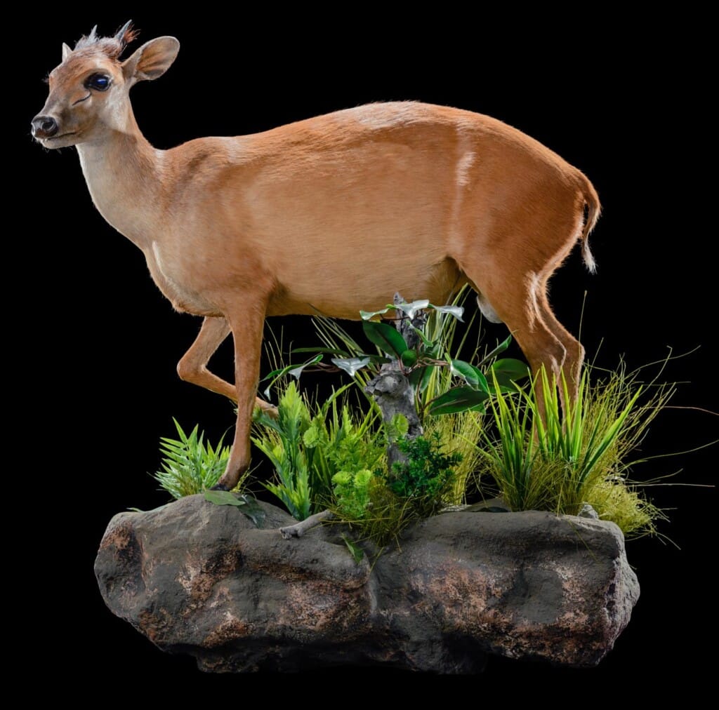 Red Duiker Fullmount L/T Wall Display 20190812 0260