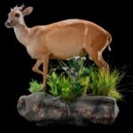 Red Duiker Fullmount L/T Wall Display 20190812 0260
