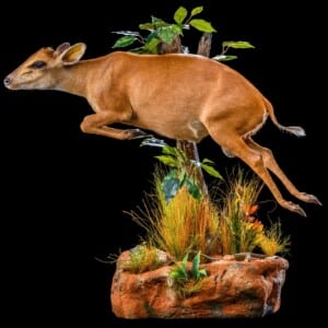 Red Duiker Fullmount Jumping Wall Display 20200527 0262