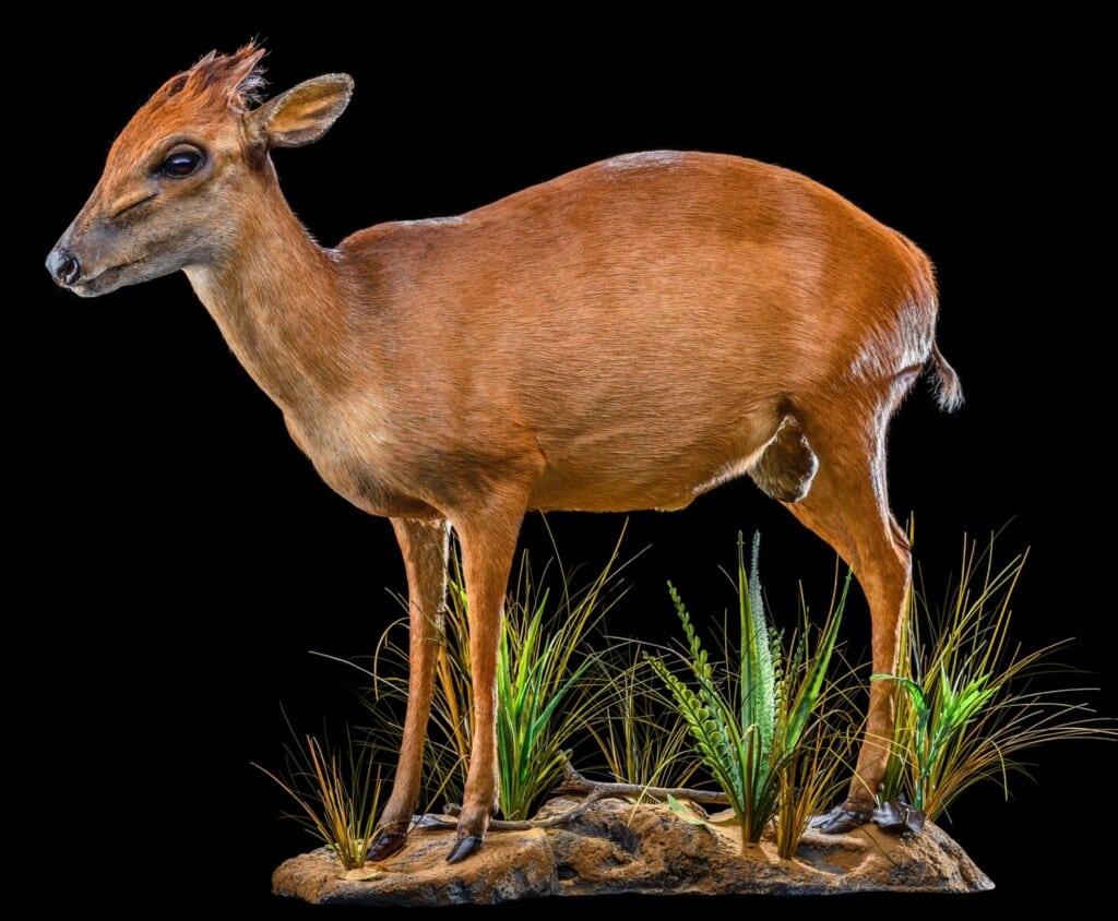 Red Duiker Fullmount 20200527 0263