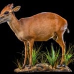 Red Duiker Fullmount 20200527 0263