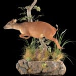 Red Duiker Fullmount Wall Display 20220830 0259
