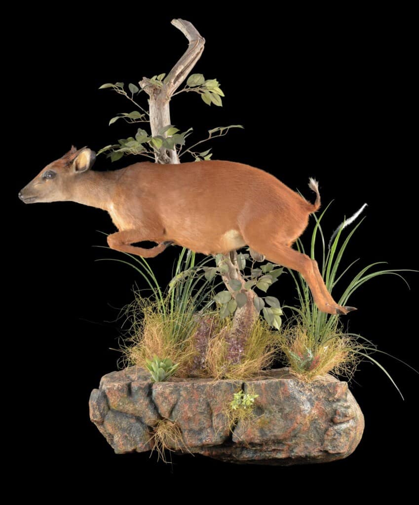 Red Duiker Fullmount Wall Display 20220830 0259